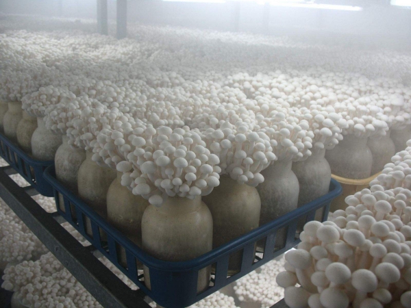食用菌種植需要使用工業加濕器調解濕度