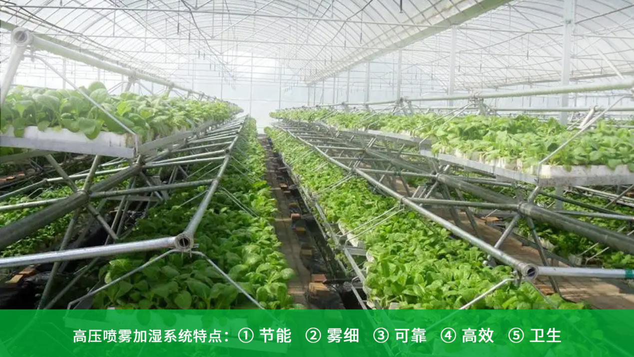 噴霧加濕系統(tǒng)可以全面滿足溫室種植的需求
